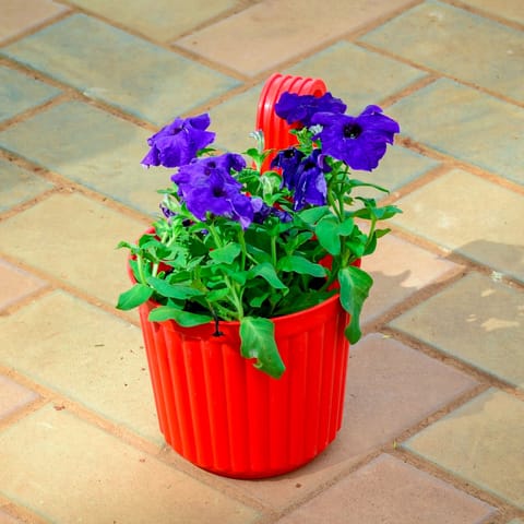 Petunia Blue in 7 Inch Red Railing Single Hook Hanging Plastic Pot
