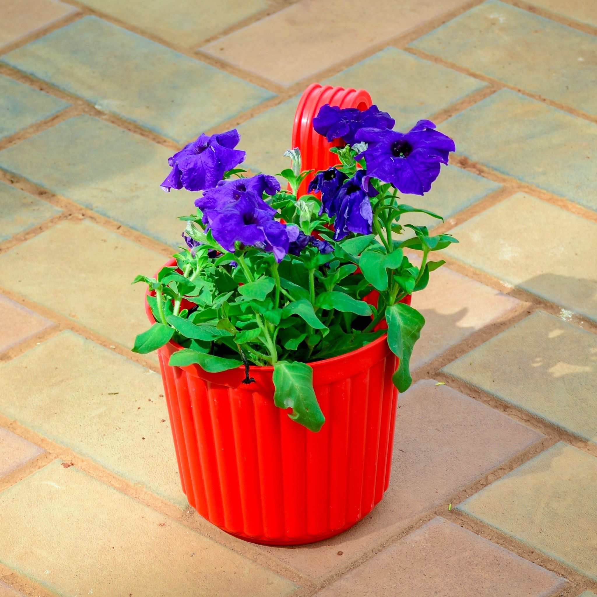 Petunia Blue in 7 Inch Red Railing Single Hook Hanging Plastic Pot