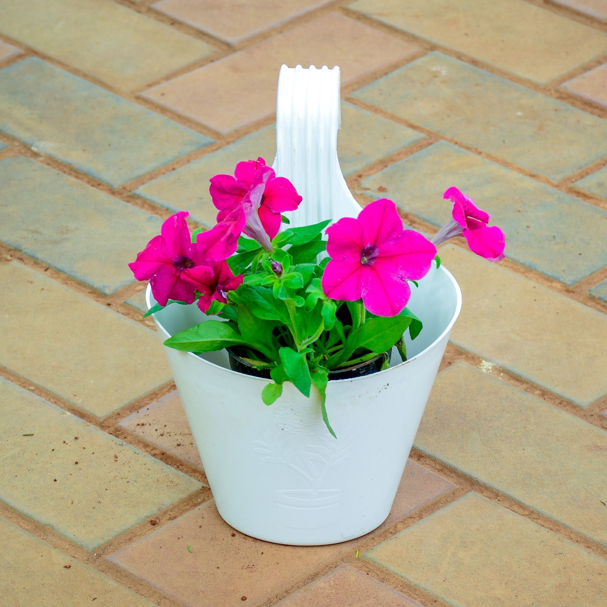 Petunia Pink in 7 Inch White Railing Single Hook Hanging Plastic Pot