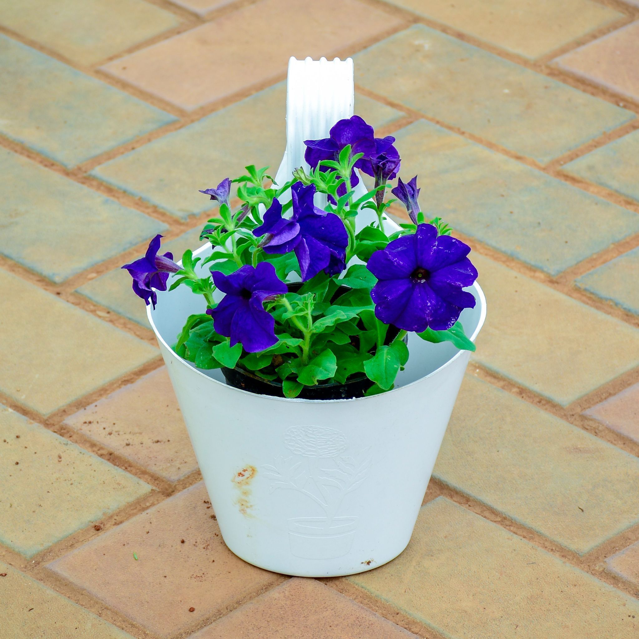 Petunia Blue in 7 Inch White Railing Single Hook Hanging Plastic Pot