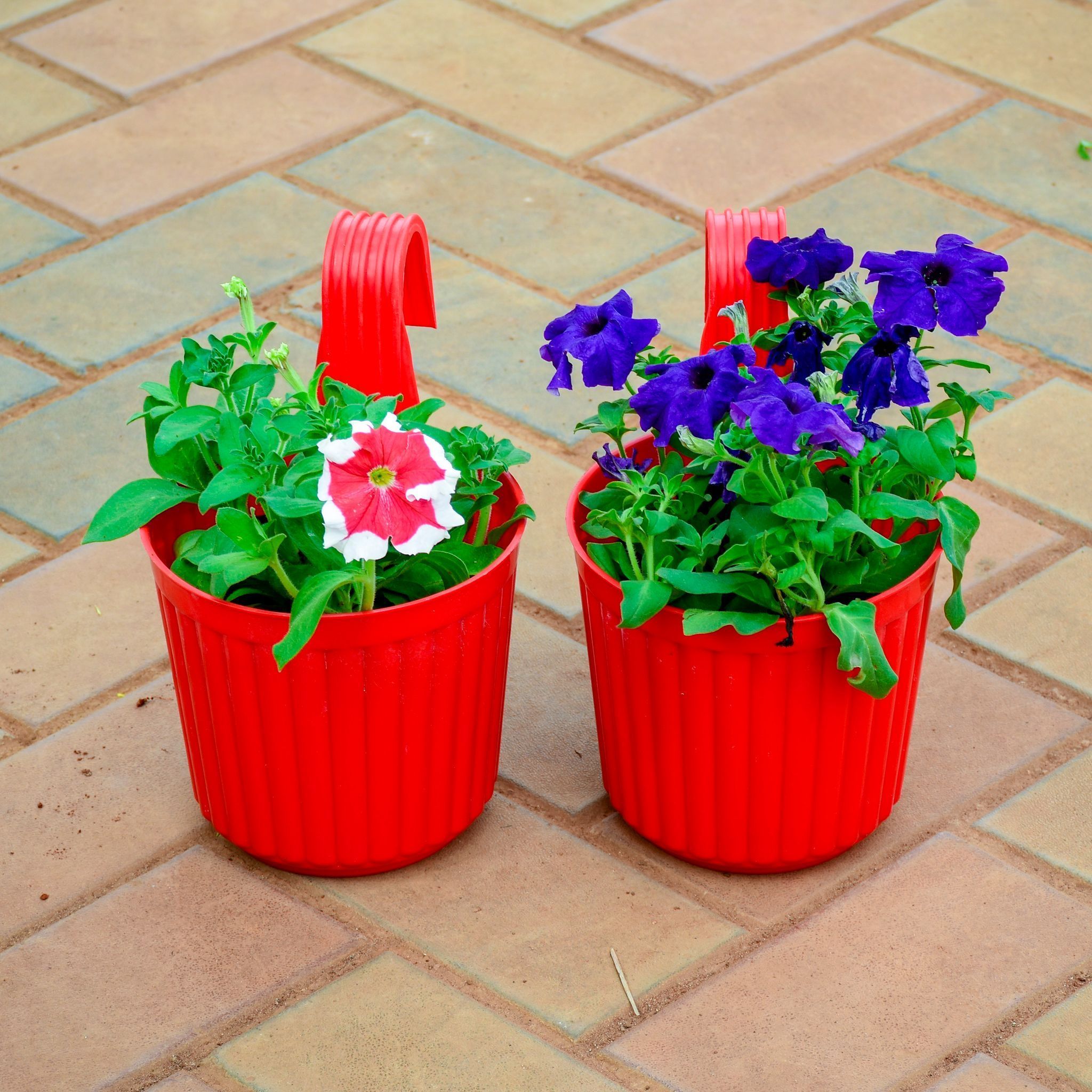 Set of 2 - Petunia (Any Colour) in 7 Inch Red Railing Single Hook Hanging Plastic Pot