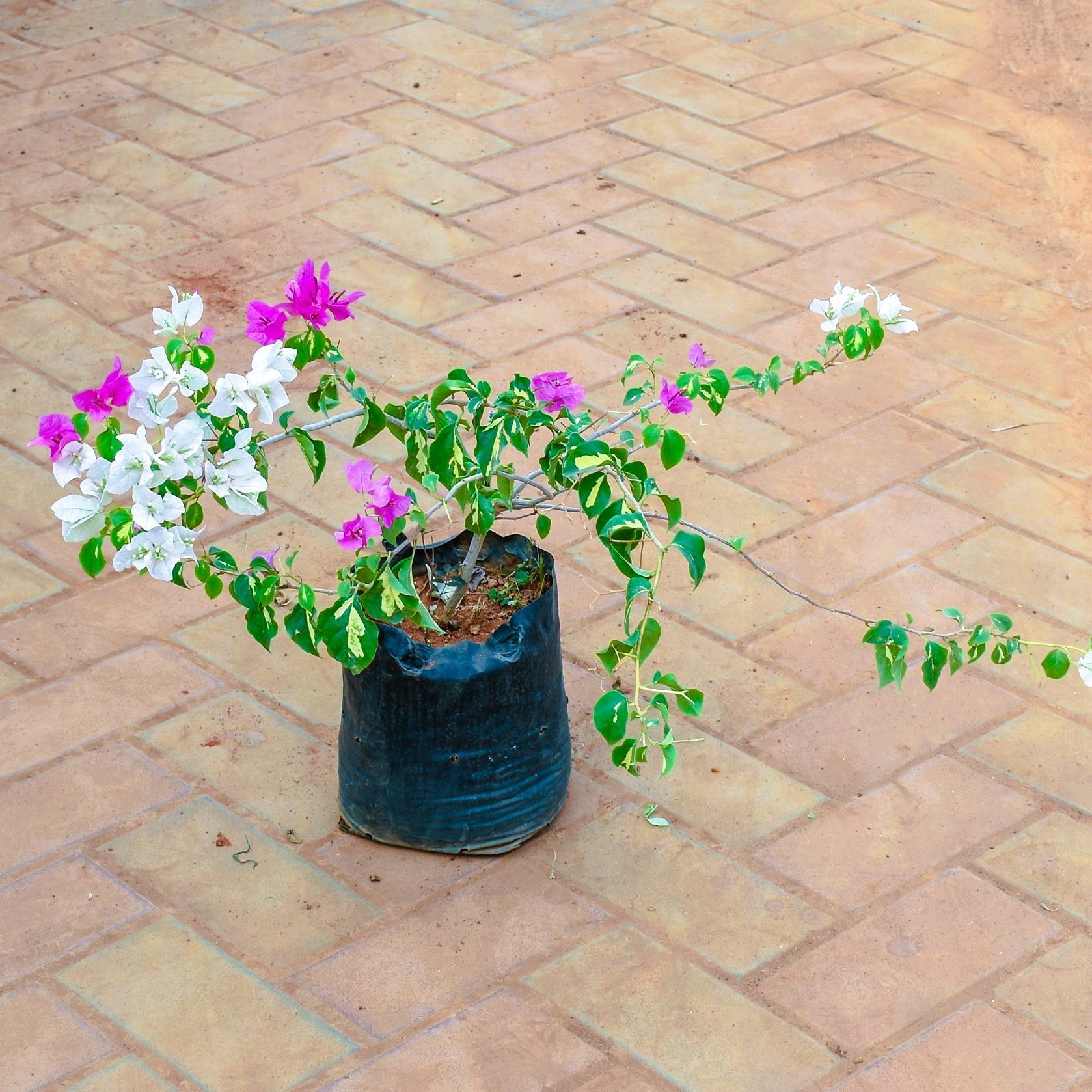 Bougainvillea Multicolour in 4 Inch Nursery Bag