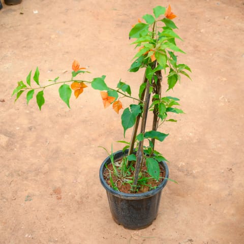 Bougainvillea Orange in 10 Inch Nursery Pot