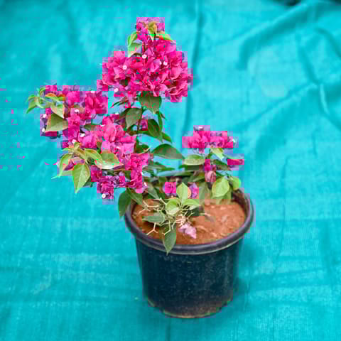 Bougainvillea Pink in 10 Inch Nursery Pot