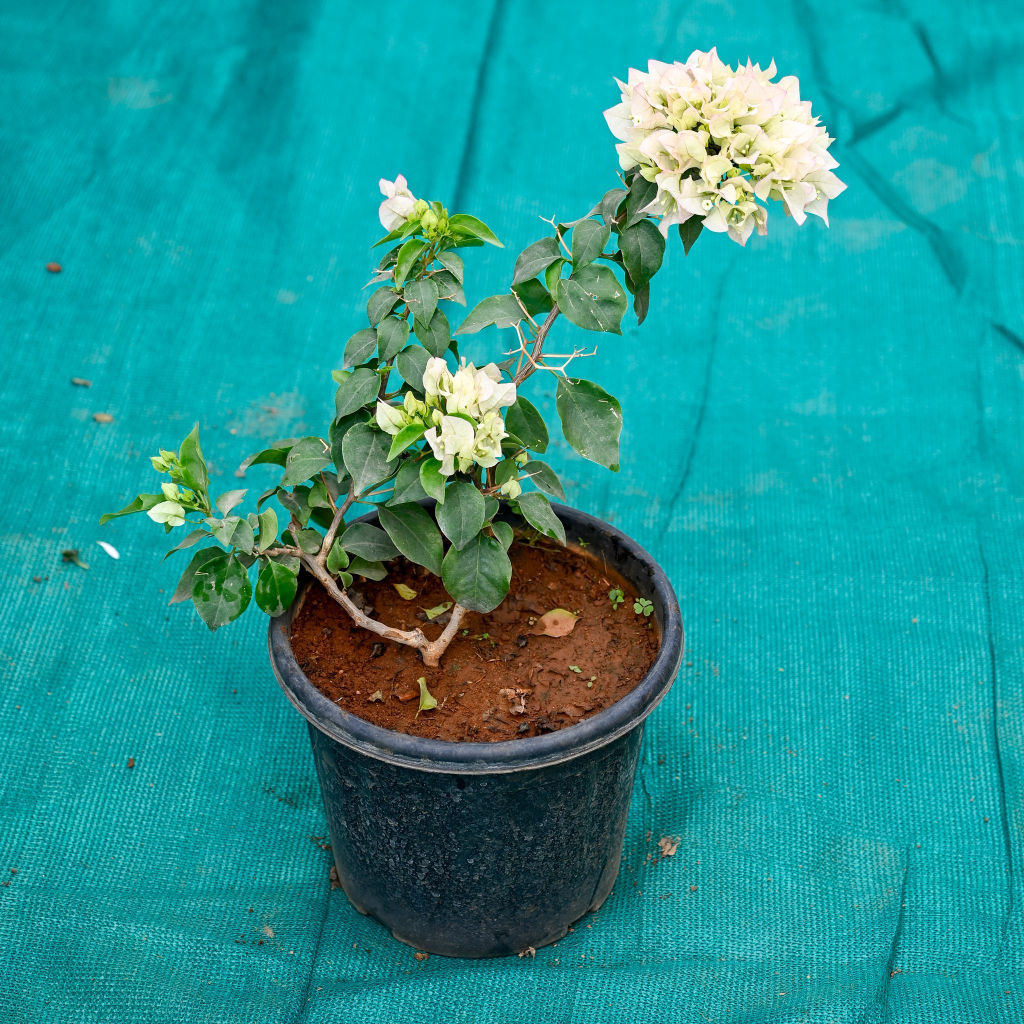 Bougainvillea White in 10 Inch Nursery Pot