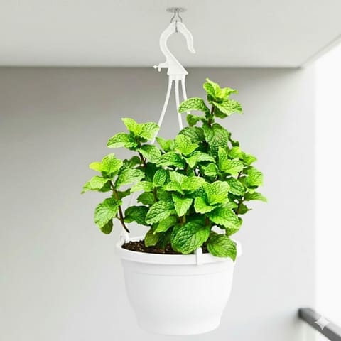 Mint / Pudina in 7 Inch White Premium Evara Hanging Plastic Pot