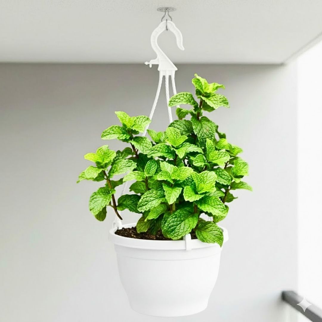 Mint / Pudina in 7 Inch White Premium Evara Hanging Plastic Pot