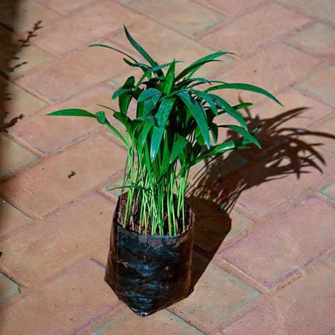 Areca Palm (~ 1 Ft) in 4 Inch Nursery Bag