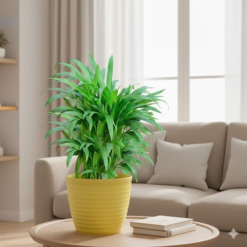 Areca Palm (~ 1 Ft) in 5 Inch Bloom Yellow Avora Premium Plastic Planter