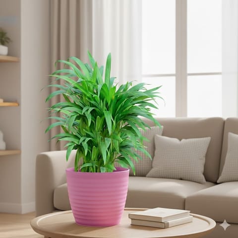 Areca Palm (~ 1 Ft) in 5 Inch Candy-Blush Pink Avora Premium Plastic Planter