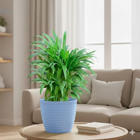 Areca Palm (~ 1 Ft) in 5 Inch Elvan Blue Avora Premium Plastic Planter