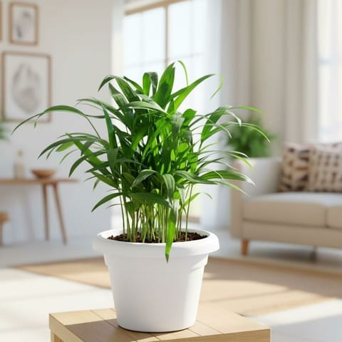 Areca Palm (~ 1 Ft) in 8 Inch White Classy Plastic Pot
