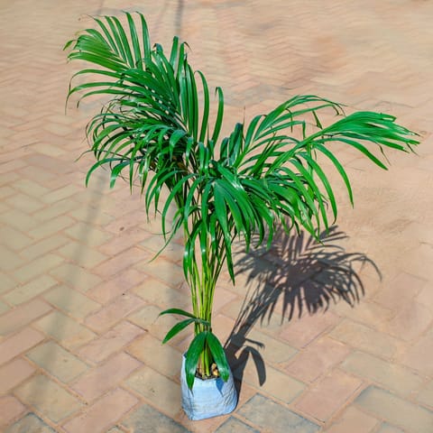 Areca Palm (~ 2 Ft) in 6 Inch Nursery Bag