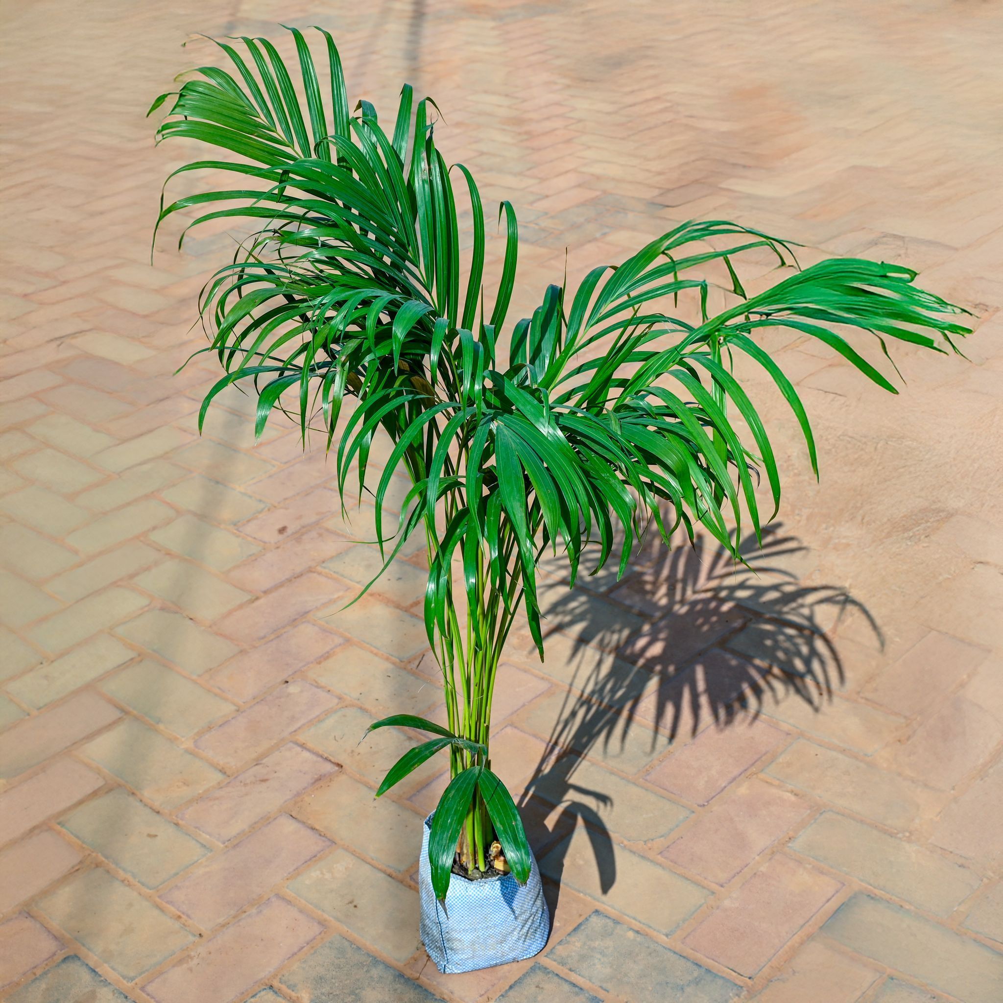 Areca Palm (~ 2 Ft) in 6 Inch Nursery Bag