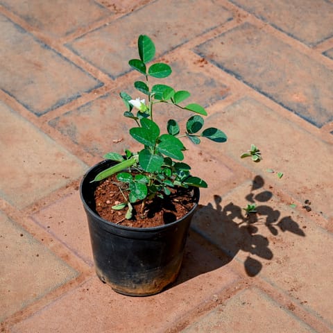 Aparajita / Asian Pigeonwings White in 4 Inch Nursery Pot