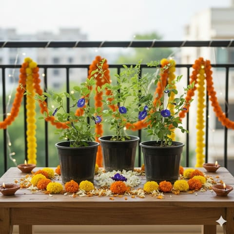 Set of 3 - Aparajita / Asian Pigeonwings Blue in 6 Inch Nursery Pot