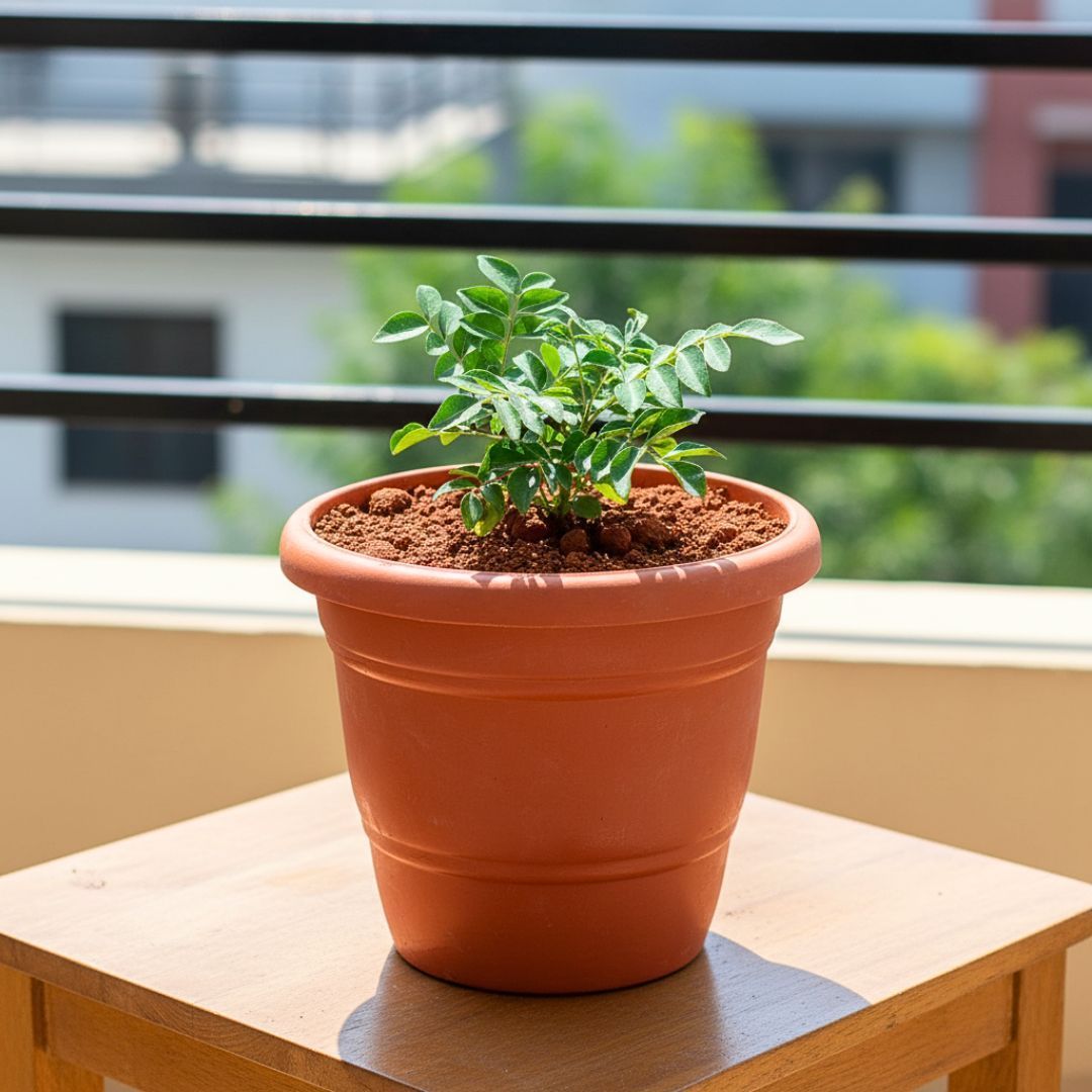 Curry Patta (~ 1 Ft) in 8 Inch Terracotta Red Classy Plastic Pot