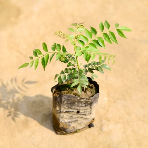 Curry Patta (~ 1 Ft) in 4 Inch Nursery Bag