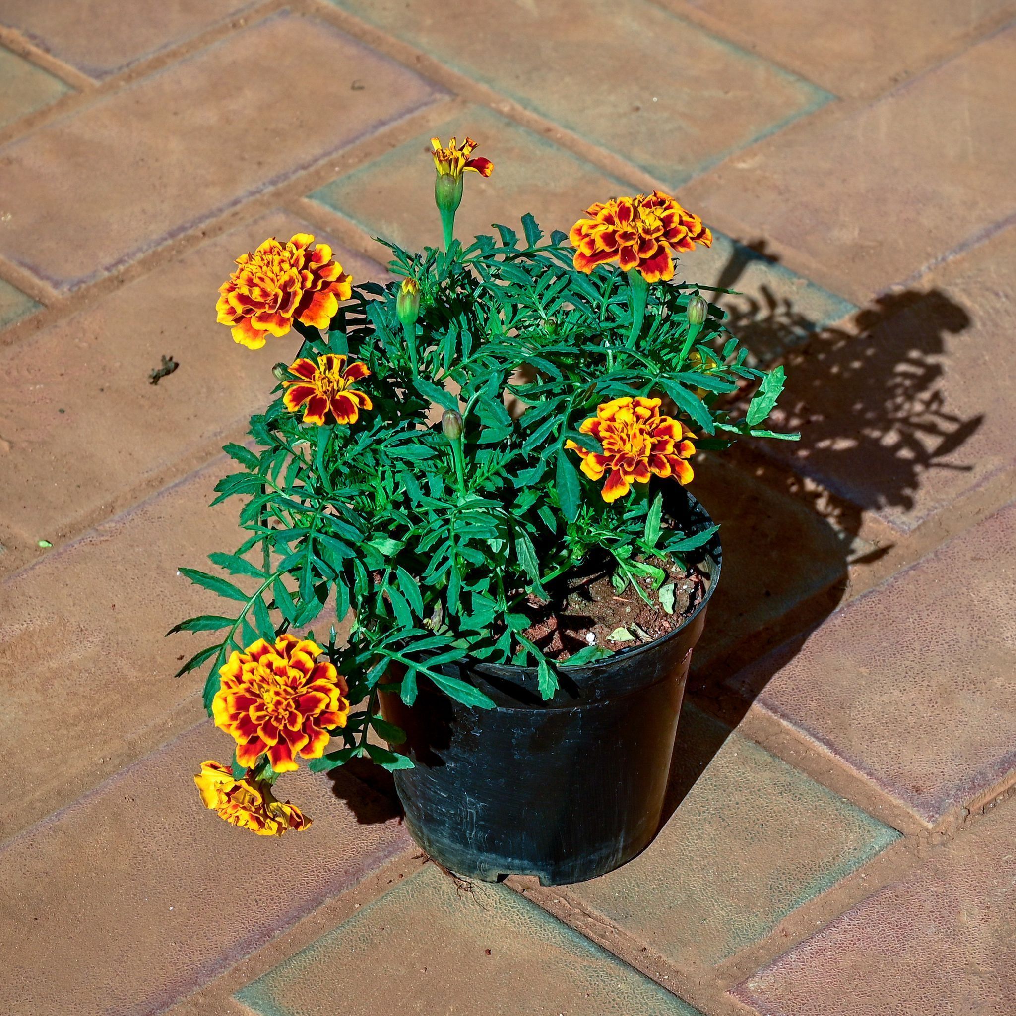 Marigold / Genda Jafri Orange in 4 Inch Nursery Pot
