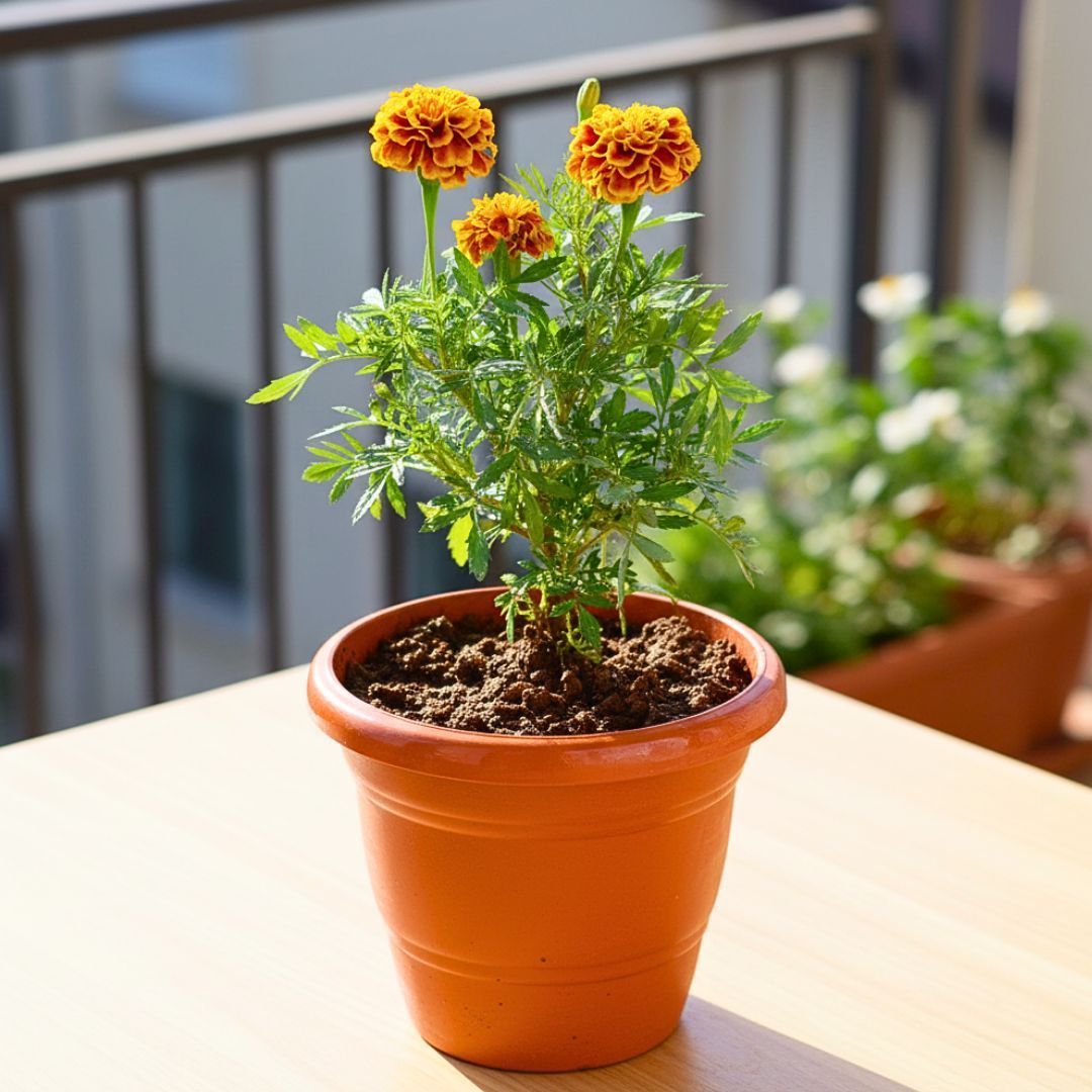 Marigold / Genda Jafri Orange in 8 Inch Terracotta Red Classy Plastic Pot