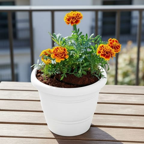 Marigold / Genda Jafri Orange in 8 Inch White Classy Plastic Pot