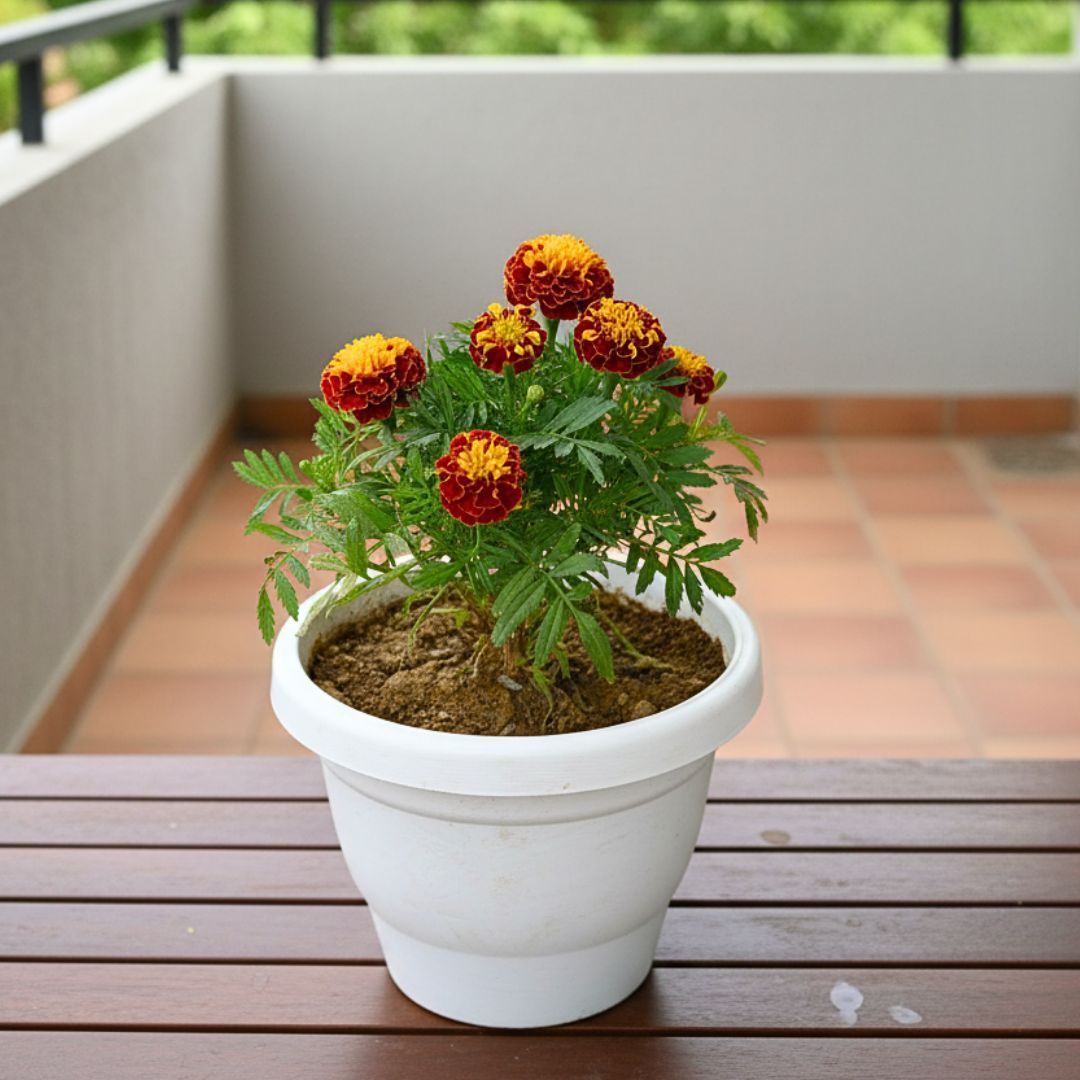 Marigold / Genda Jafri Red in 8 Inch White Classy Plastic Pot