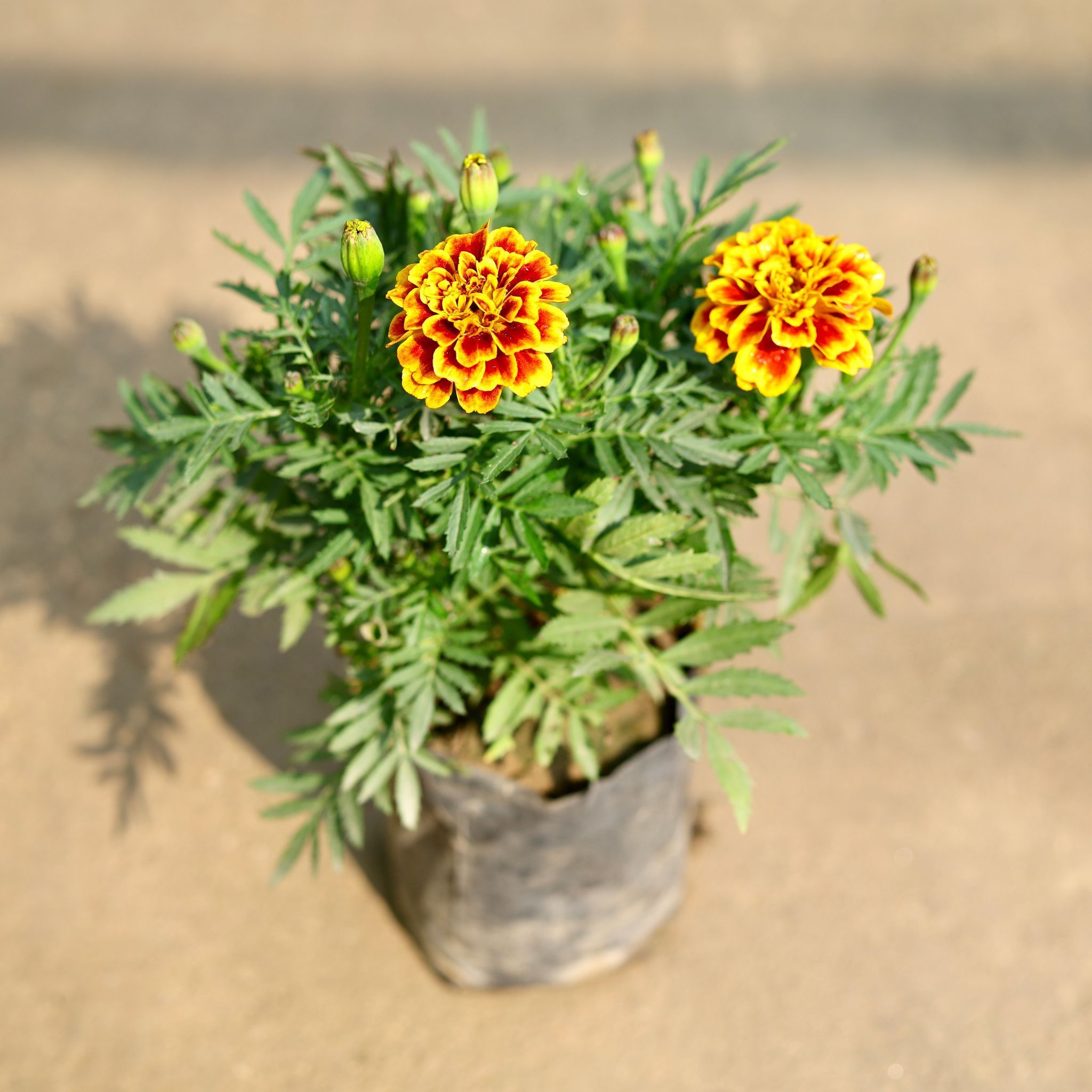 Marigold / Genda Orange in 4 Inch Nursery Bag