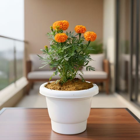 Marigold / Genda Orange in 8 Inch White Classy Plastic Pot