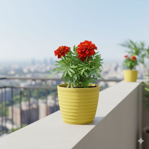 Marigold / Genda Red in 5 Inch Bloom Yellow Avora Premium Plastic Planter