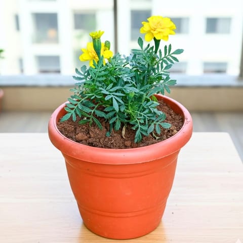 Marigold / Genda Yellow in 8 Inch Terracotta Red Classy Plastic Pot