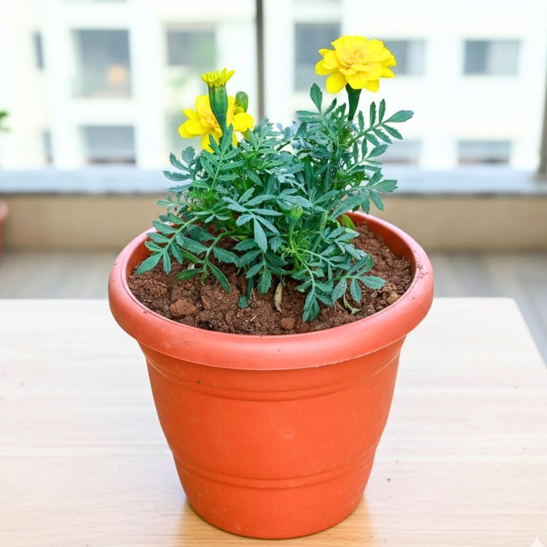 Marigold / Genda Yellow in 8 Inch Terracotta Red Classy Plastic Pot