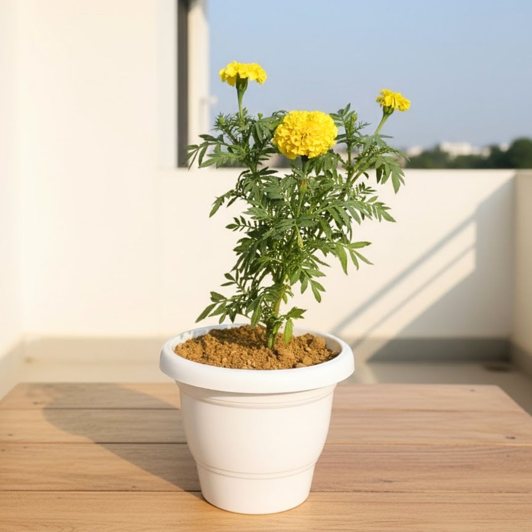 Marigold / Genda Yellow in 8 Inch White Classy Plastic Pot