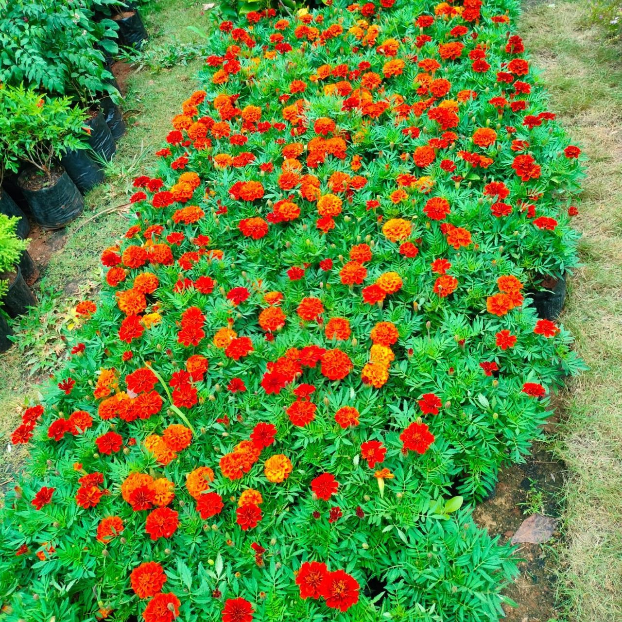 Set of 12 - Marigold / Genda Red in 4 Inch Nursery Bag