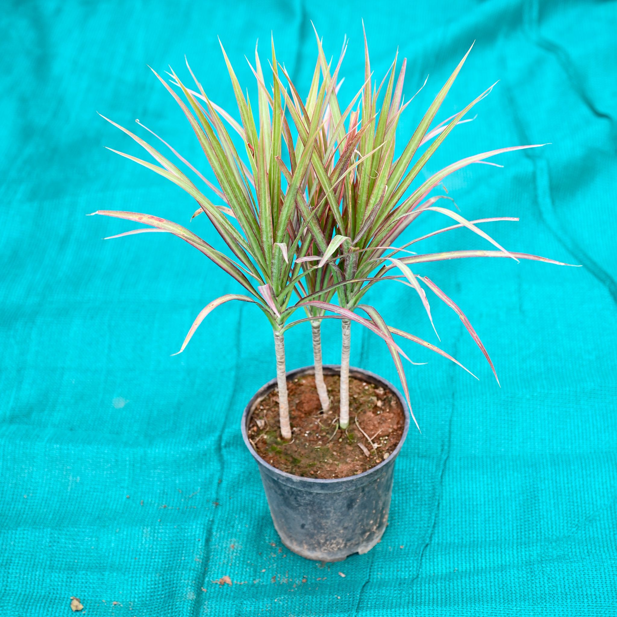 Dracaena Marginata Colorama Red in 6 Inch Nursery Pot