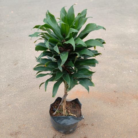 Dracaena Compacta Green in 10 Inch Nursery Bag