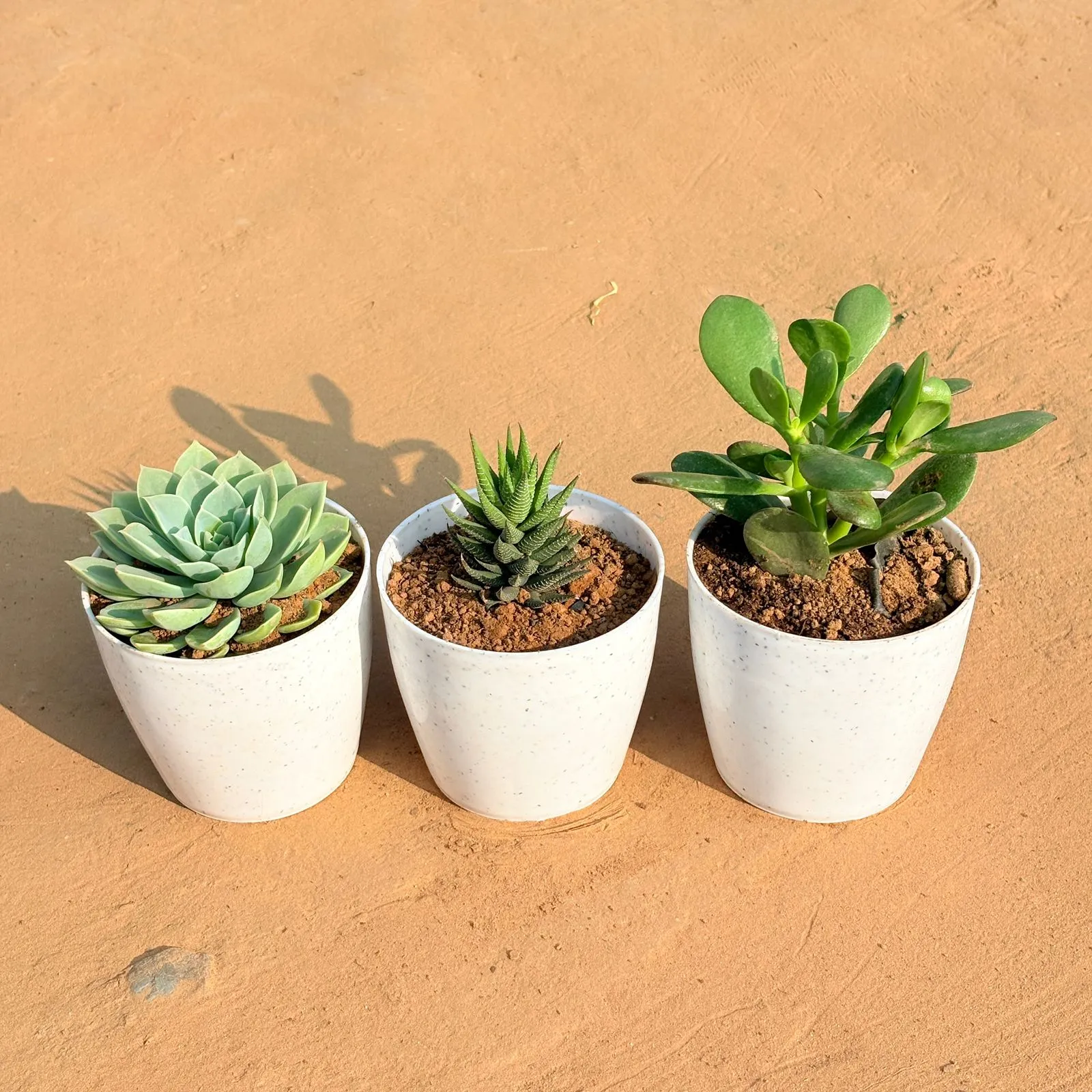 Set of 3 - Echeveria Green Succulent, Haworthia Zebrina & Crassula Ovata/ Dhan Kuber in 4 Inch White Premium Orchid Round Plastic Pot