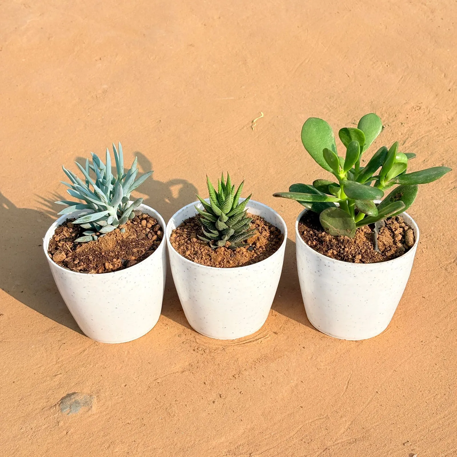 Set of 3 - Curio Repens Succulent, Haworthia Zebrina & Crassula Ovata/ Dhan Kuber in 4 Inch White Premium Orchid Round Plastic Pot