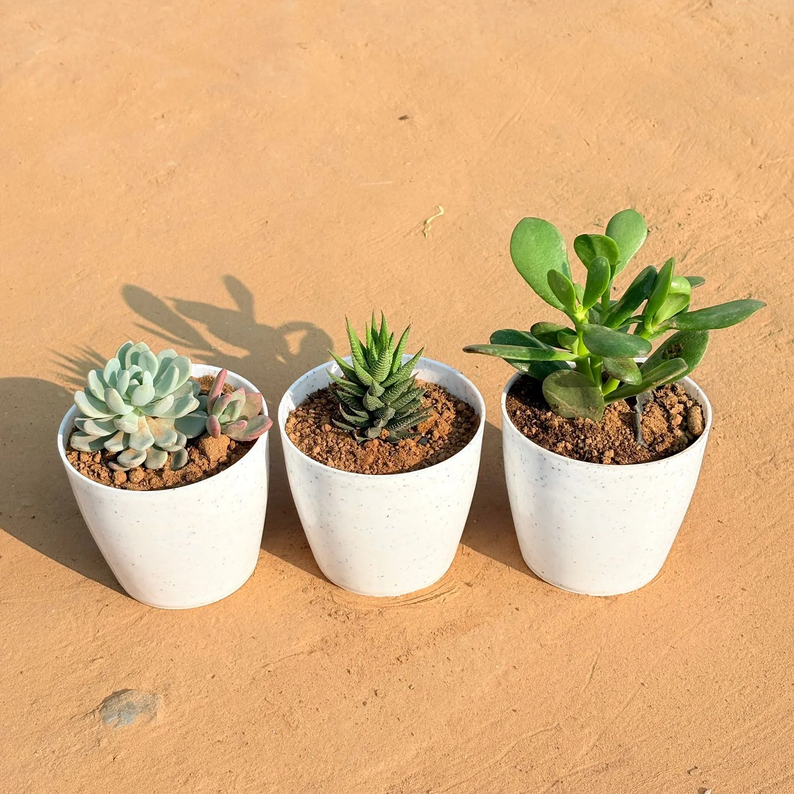 Set of 3 - Echeveria Lotus Succulent, Haworthia Zebrina & Crassula Ovata/ Dhan Kuber in 4 Inch White Premium Orchid Round Plastic Pot