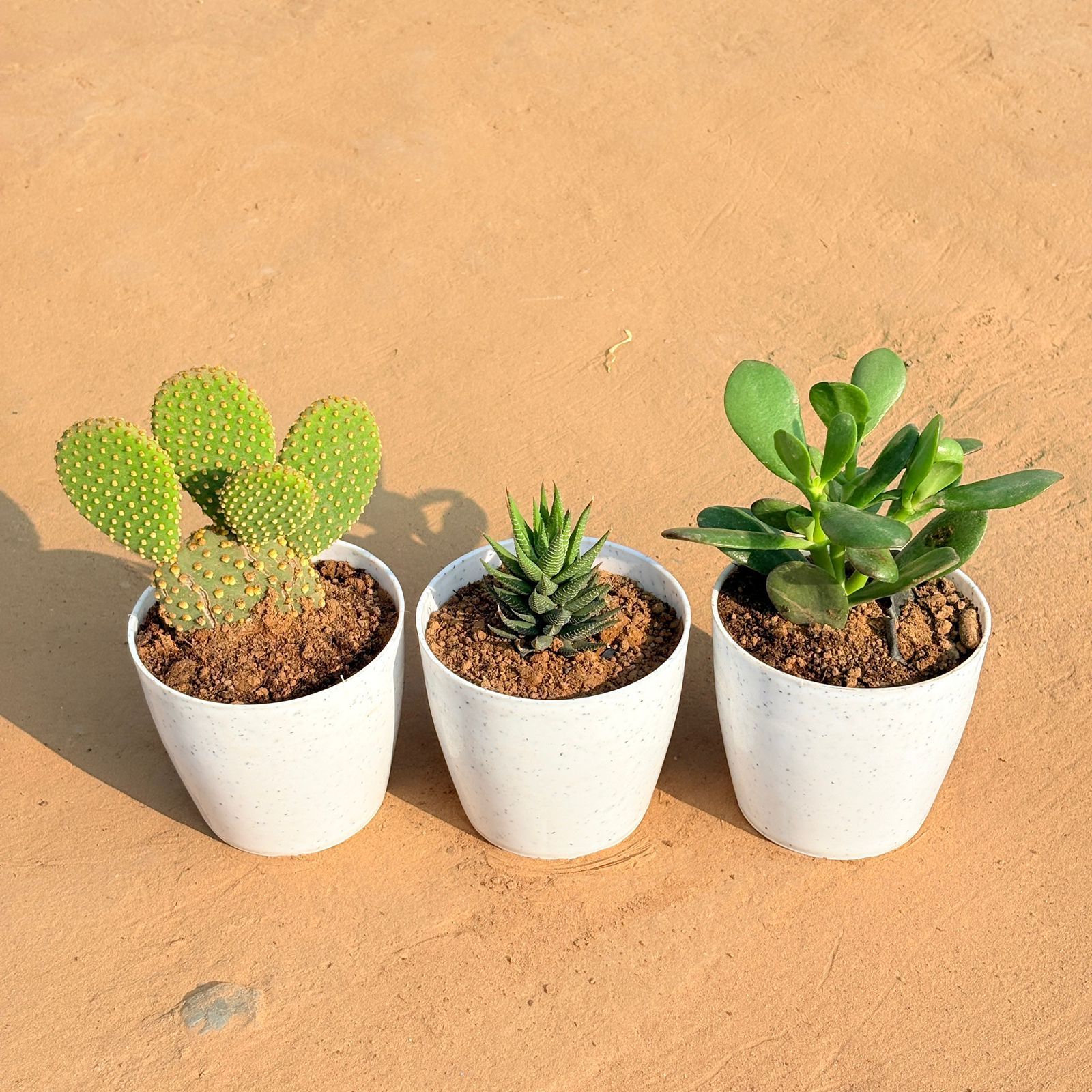 Set of 3 - Bunny Ear Cactus, Haworthia Zebrina & Crassula Ovata/ Dhan Kuber in 4 Inch White Premium Orchid Round Plastic Pot