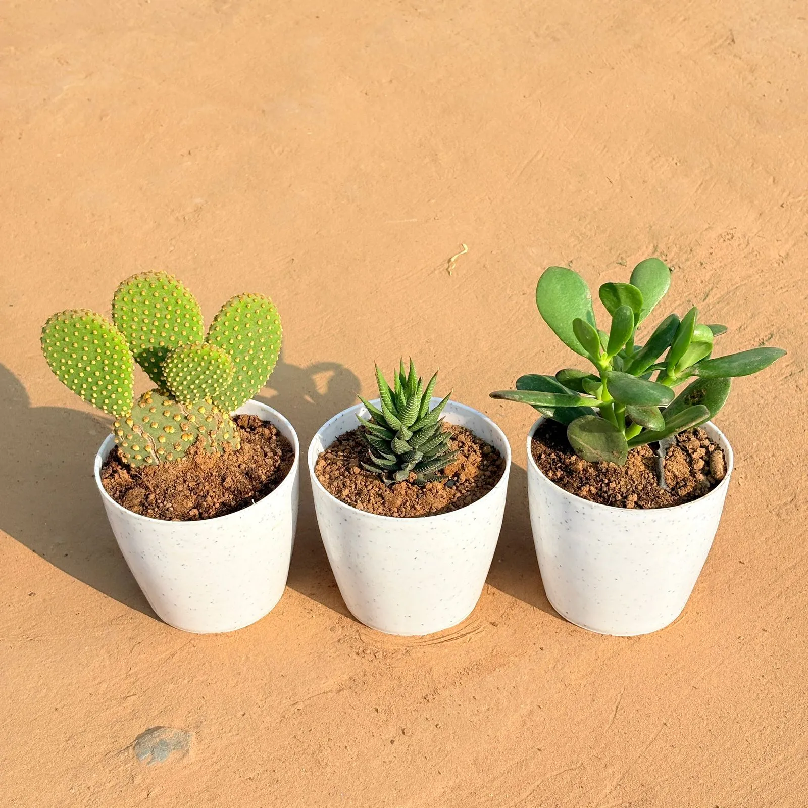 Set of 3 - Bunny Ear Cactus, Haworthia Zebrina & Crassula Ovata/ Dhan Kuber in 4 Inch White Premium Orchid Round Plastic Pot
