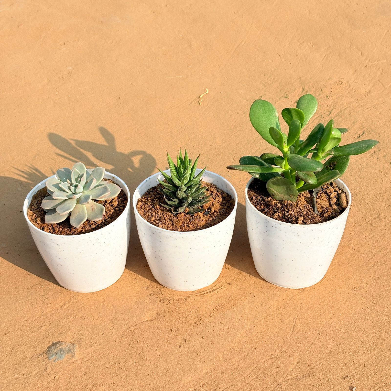 Set of 3 - Echeveria Albicans Succulent, Haworthia Zebrina & Crassula Ovata/ Dhan Kuber in 4 Inch White Premium Orchid Round Plastic Pot