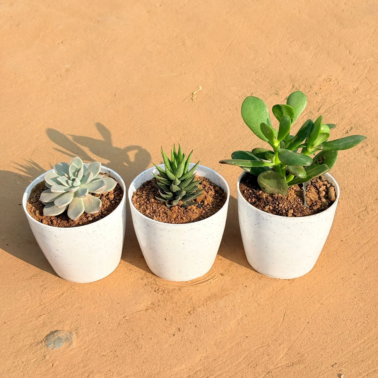 Set of 3 - Echeveria Albicans Succulent, Haworthia Zebrina & Crassula Ovata/ Dhan Kuber in 4 Inch White Premium Orchid Round Plastic Pot