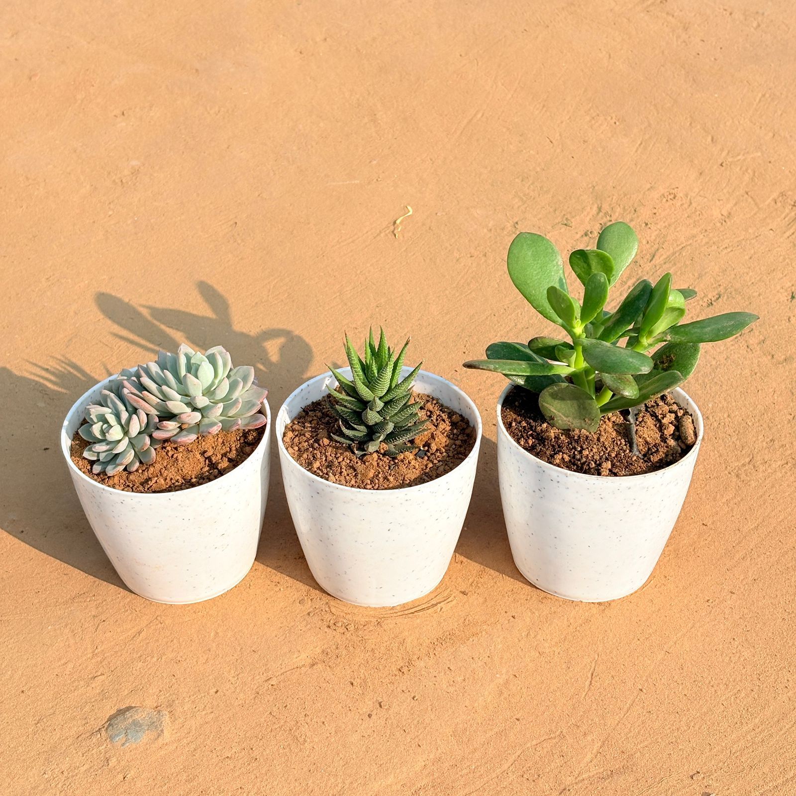 Set of 3 - Echeveria Desmetiana Succulent, Haworthia Zebrina & Crassula Ovata/ Dhan Kuber in 4 Inch White Premium Orchid Round Plastic Pot