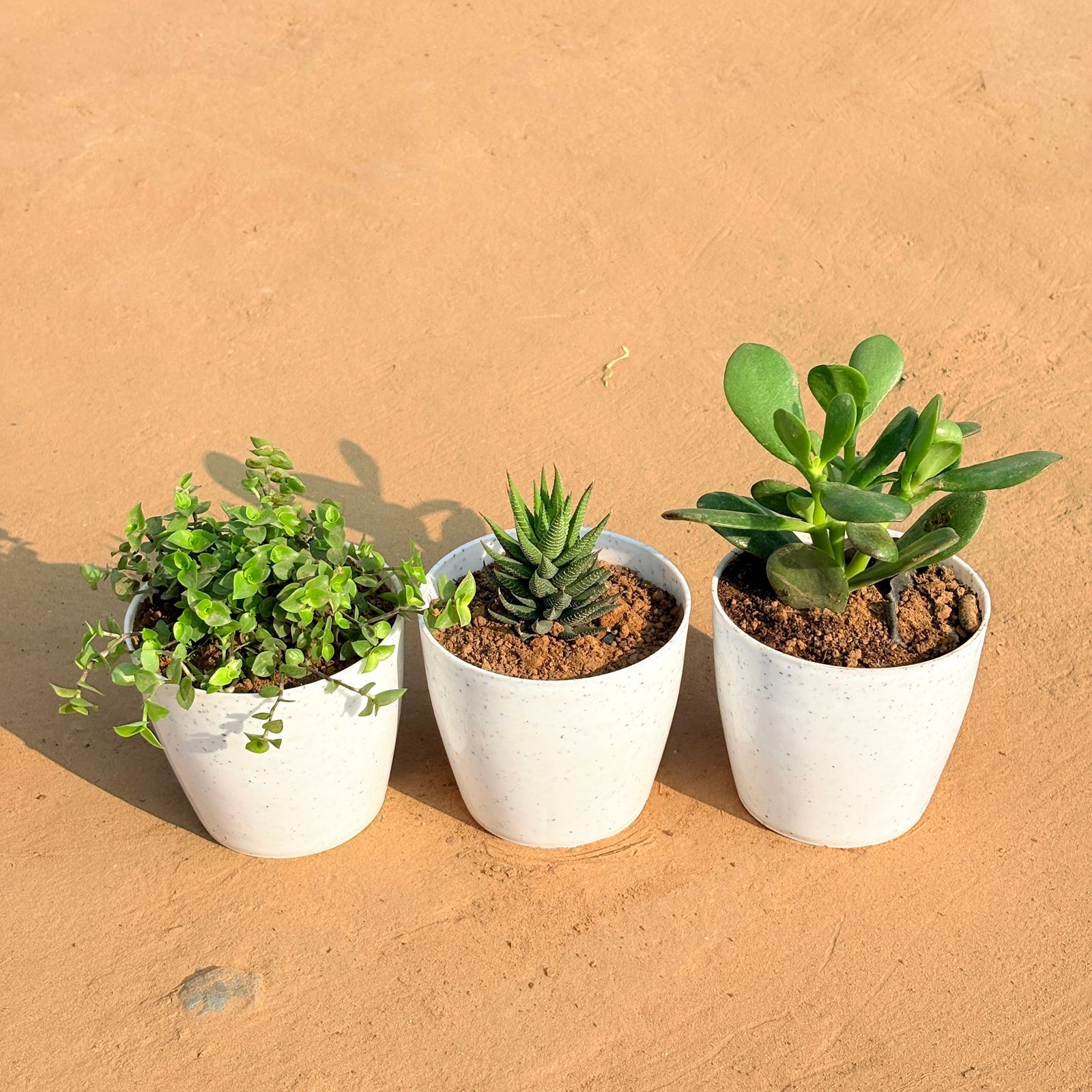 Set of 3 - Black Lady / Turtle Vine Black, Haworthia Zebrina & Crassula Ovata/ Dhan Kuber in 4 Inch White Premium Orchid Round Plastic Pot