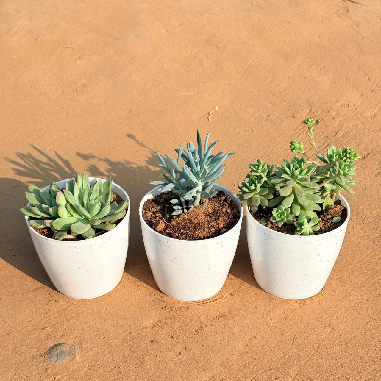 Set of 3 - Echeveria Elegans Red Tipped, Echeveria Red Succulent & Curio Repens Succulent in 4 Inch White Premium Orchid Round Plastic Pot