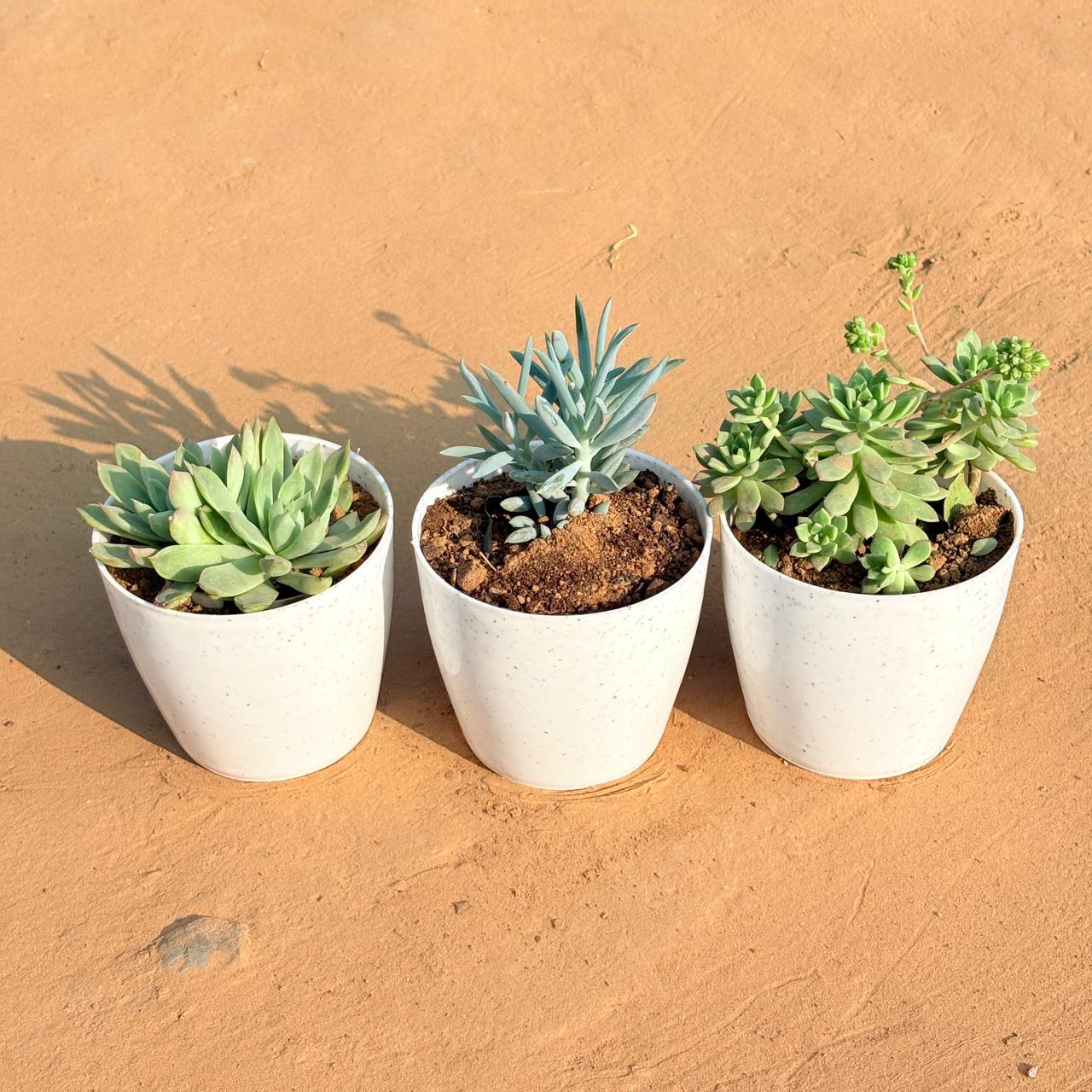 Set of 3 - Echeveria Elegans Red Tipped, Echeveria Red Succulent & Curio Repens Succulent in 4 Inch White Premium Orchid Round Plastic Pot