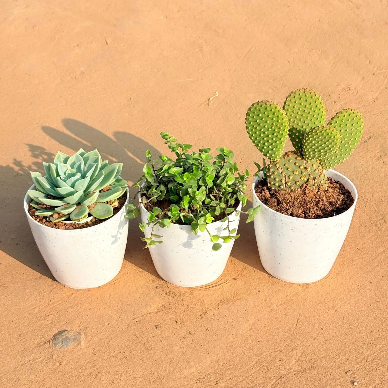 Set of 3 - Echeveria Green Succulent, Bunny Ear Cactus & Black Lady / Turtle Vine Black in 4 Inch White Premium Orchid Round Plastic Pot