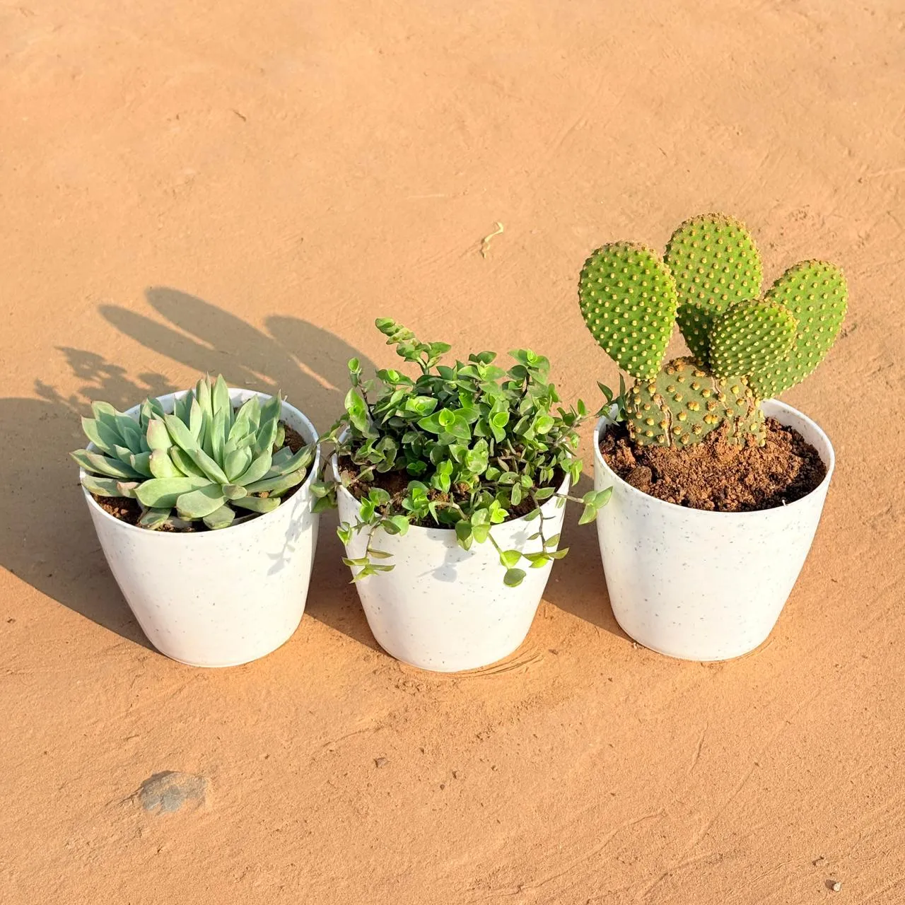 Set of 3 - Echeveria Elegans Red Tipped, Bunny Ear Cactus & Black Lady / Turtle Vine Black in 4 Inch White Premium Orchid Round Plastic Pot