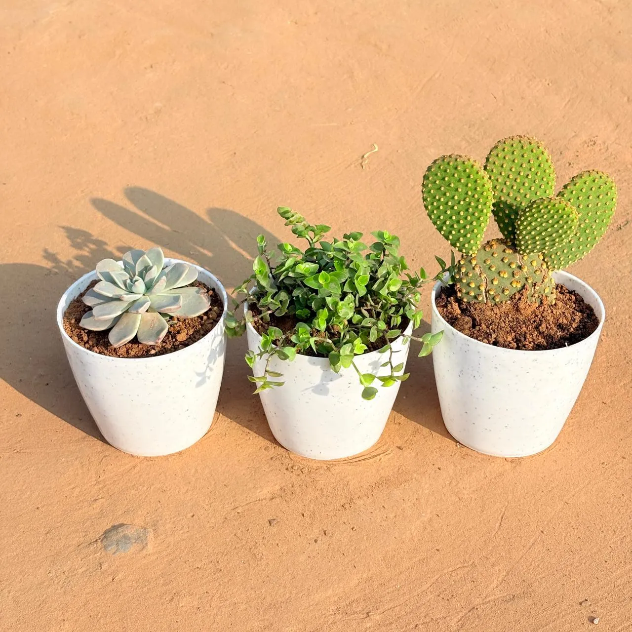 Set of 3 - Echeveria Albicans Succulent, Bunny Ear Cactus & Black Lady / Turtle Vine Black in 4 Inch White Premium Orchid Round Plastic Pot