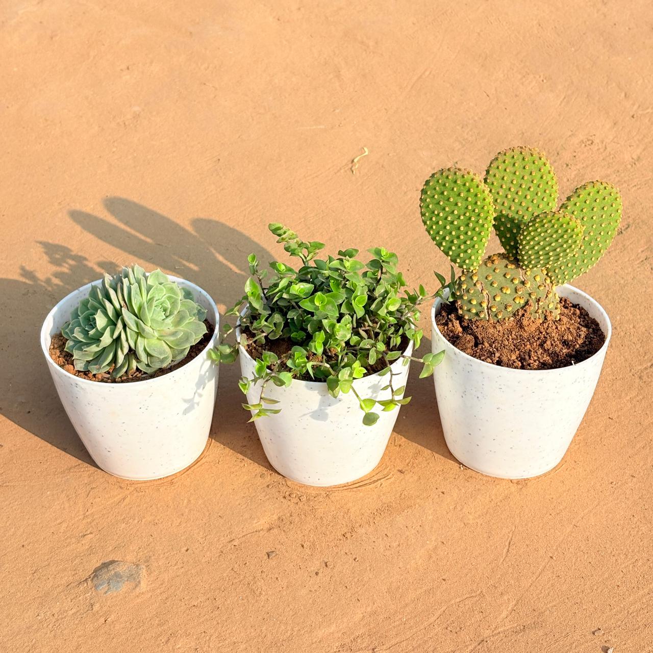 Set of 3 - Echeveria Elegans Succulent, Bunny Ear Cactus & Black Lady / Turtle Vine Black in 4 Inch White Premium Orchid Round Plastic Pot